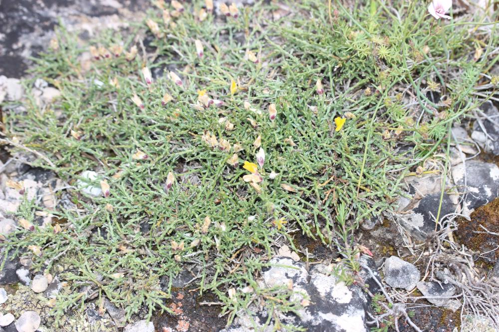 Genêt de Villars Genista pulchella subsp. villarsiana (Jord.) F.Conti, 2007