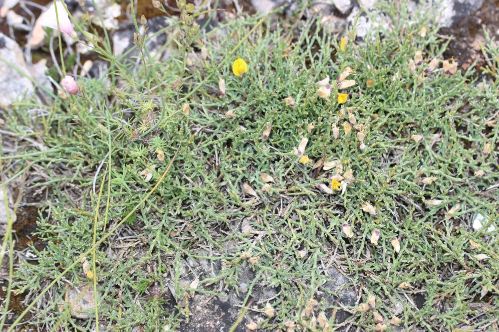 Genêt de Villars Genista pulchella subsp. villarsiana (Jord.) F.Conti, 2007