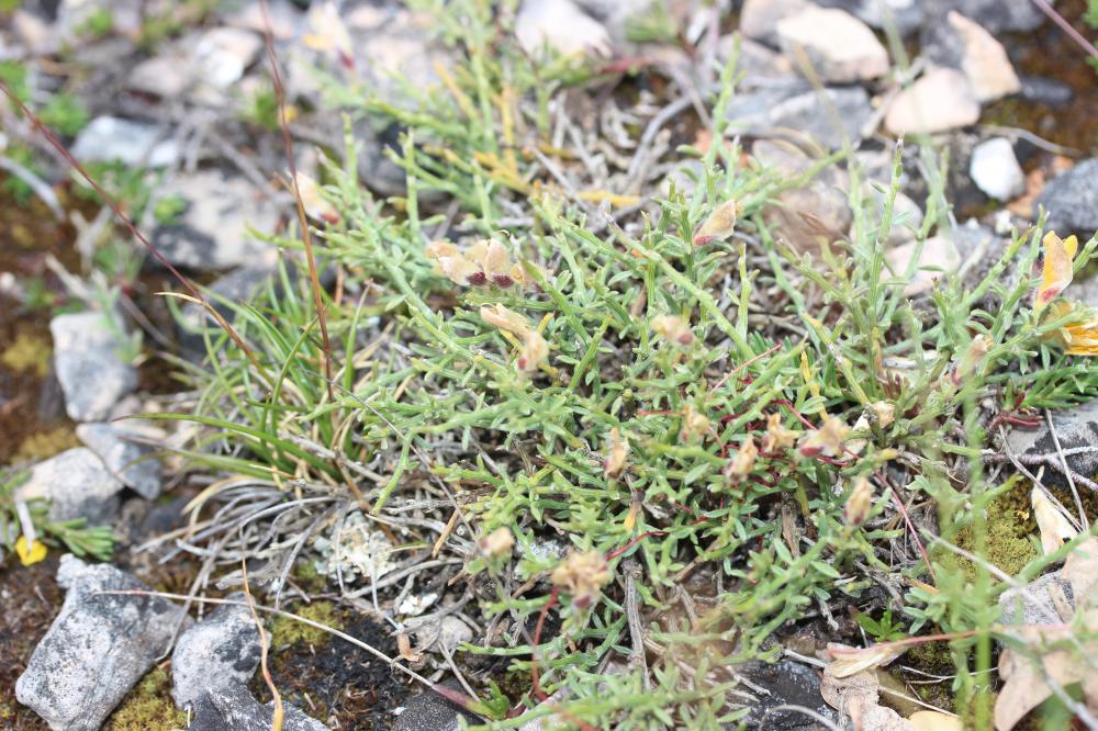 Genêt de Villars Genista pulchella subsp. villarsiana (Jord.) F.Conti, 2007