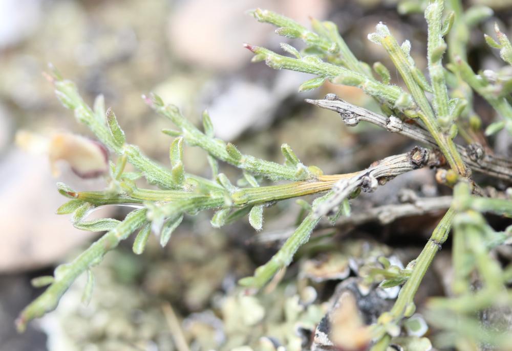 Genêt de Villars Genista pulchella subsp. villarsiana (Jord.) F.Conti, 2007