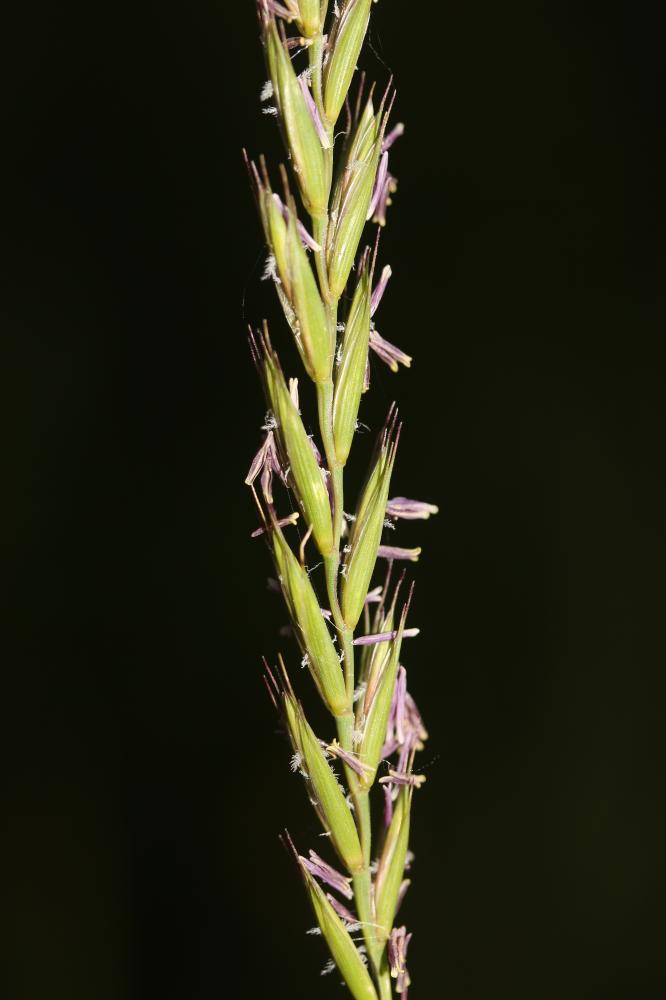 Chiendent commun, Chiendent rampant Elytrigia repens (L.) Desv. ex Nevski, 1934