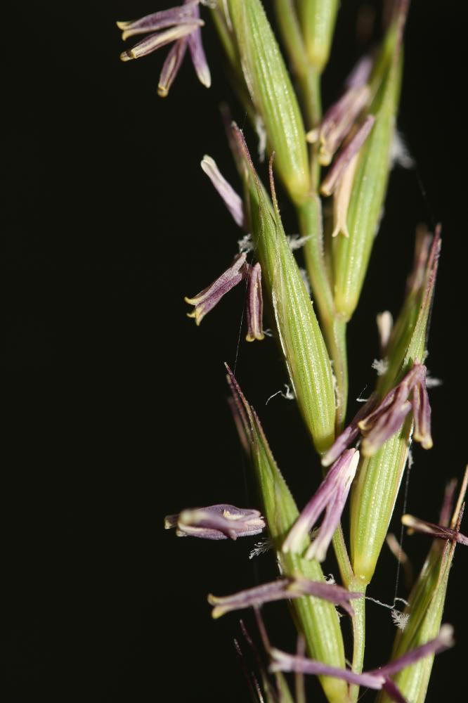 Chiendent commun, Chiendent rampant Elytrigia repens (L.) Desv. ex Nevski, 1934