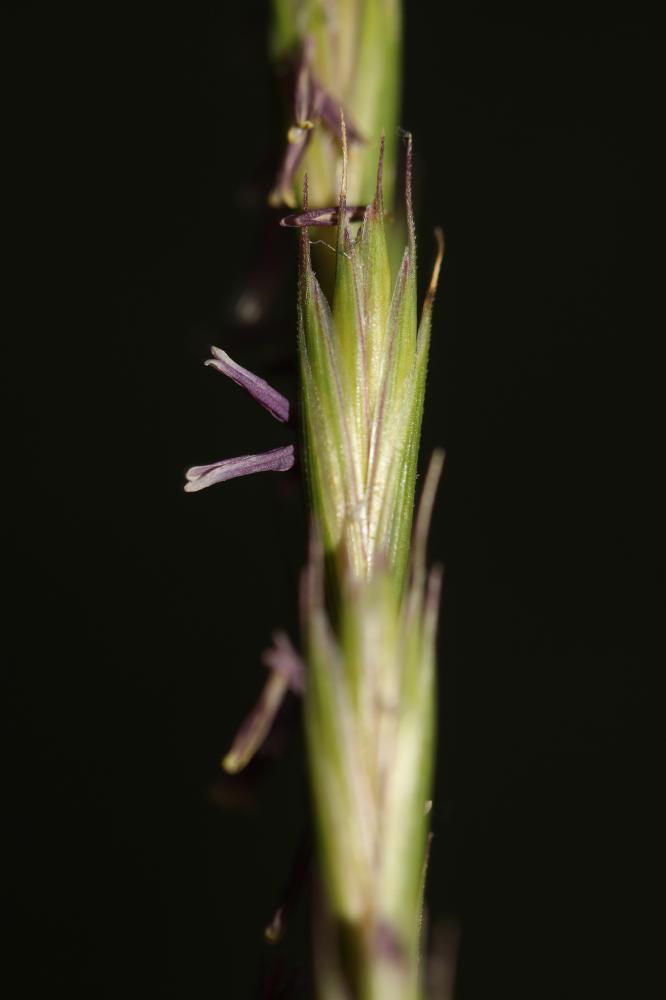 Chiendent commun, Chiendent rampant Elytrigia repens (L.) Desv. ex Nevski, 1934
