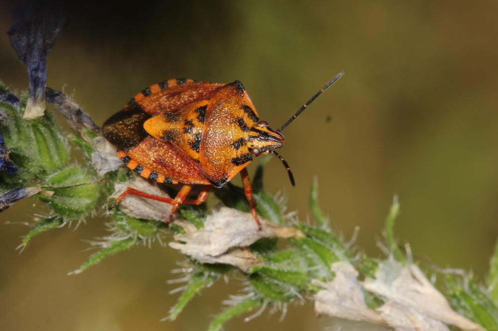 Carpocoris pudicus (Poda, 1761)