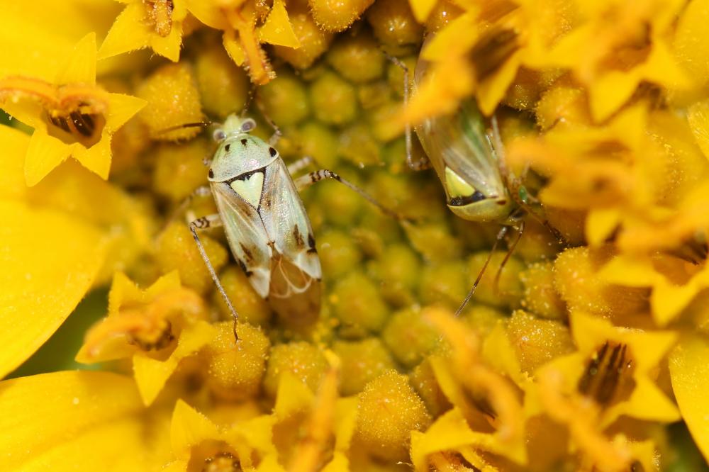  Lygus gemellatus (Herrich-Schäffer, 1835)