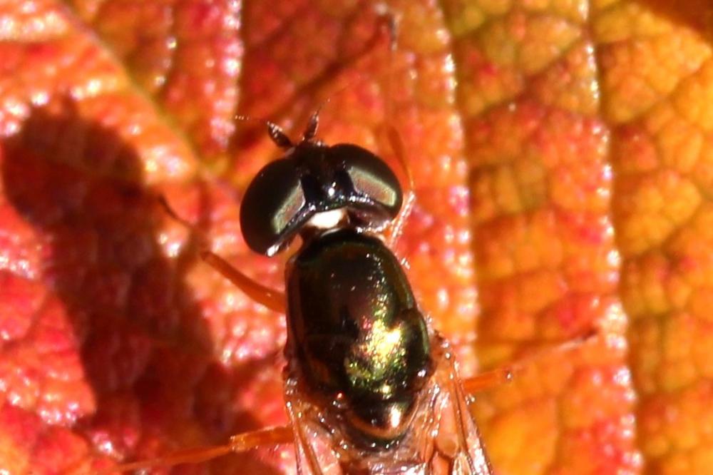  Sargus bipunctatus (Scopoli, 1763)