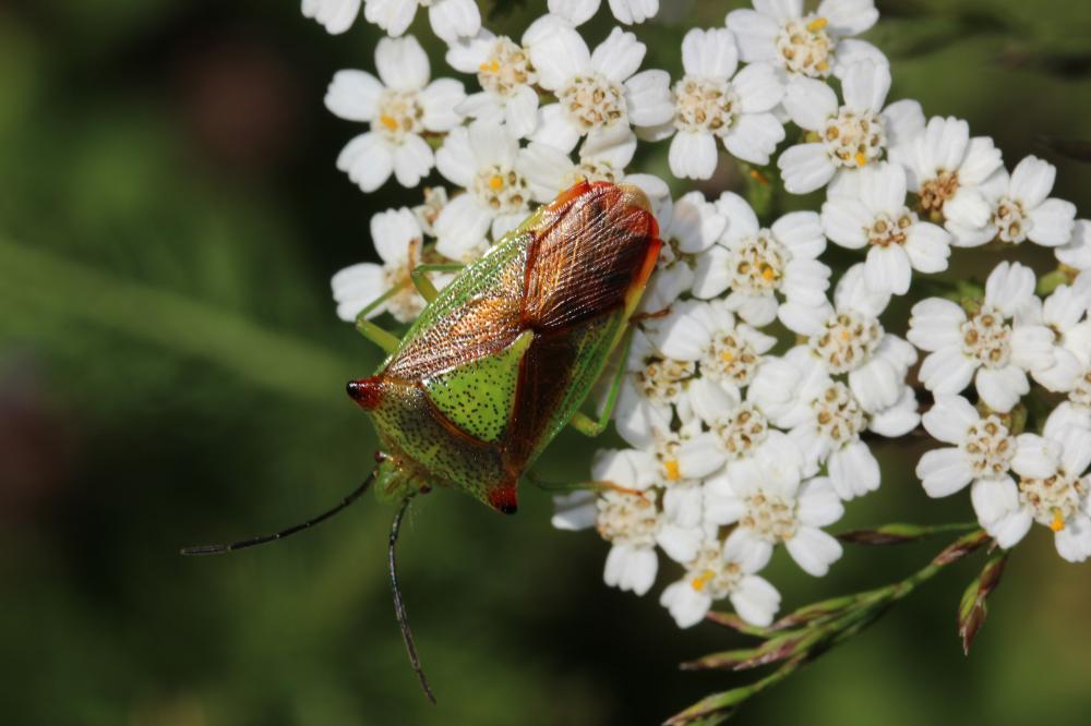 Punaise de l'aubépine, Punaise ensanglantée Acanthosoma haemorrhoidale (Linnaeus, 1758)