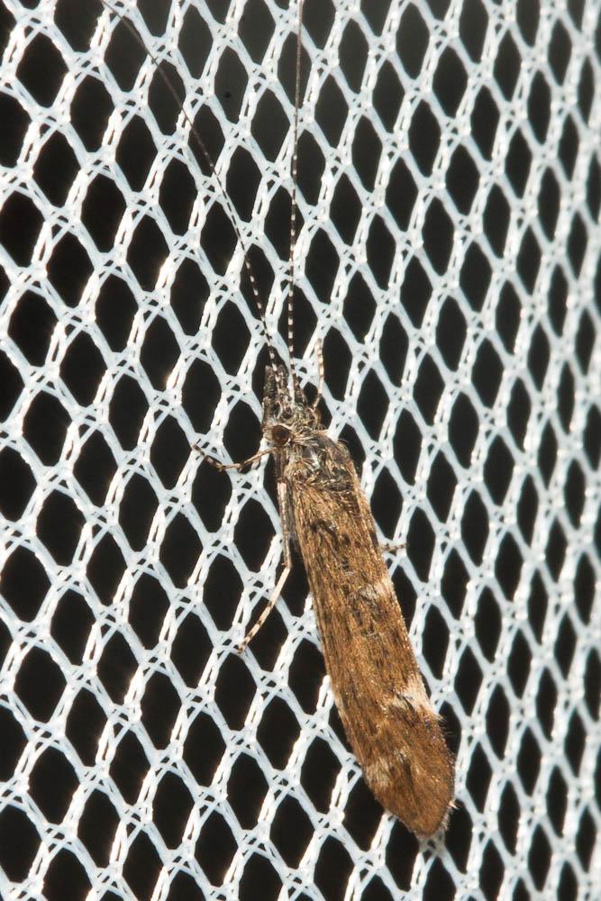  Athripsodes cinereus (Curtis, 1834)