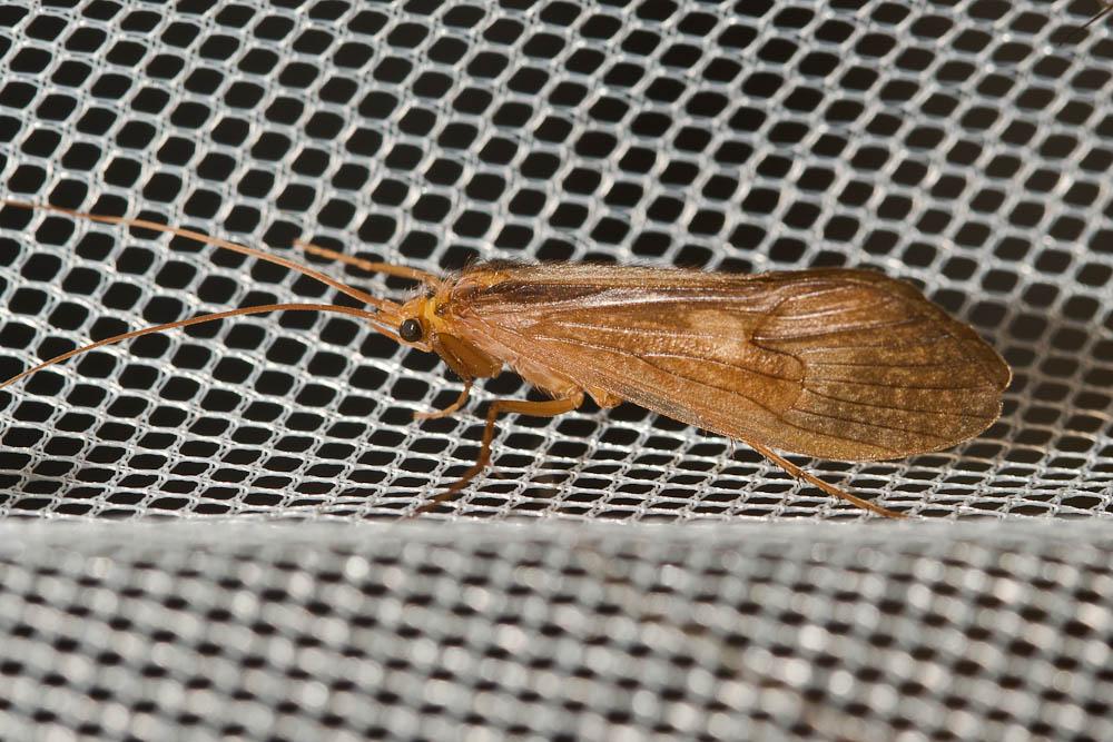 Le  sp. Micropterna Stein, 1874 sp.
