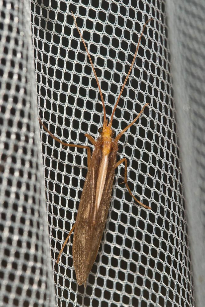 Micropterna Stein, 1874