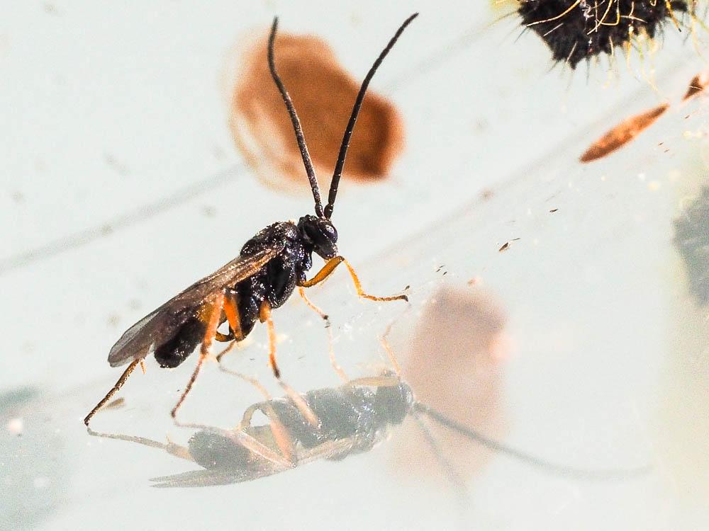Cotesia glomerata (Linnaeus, 1758)