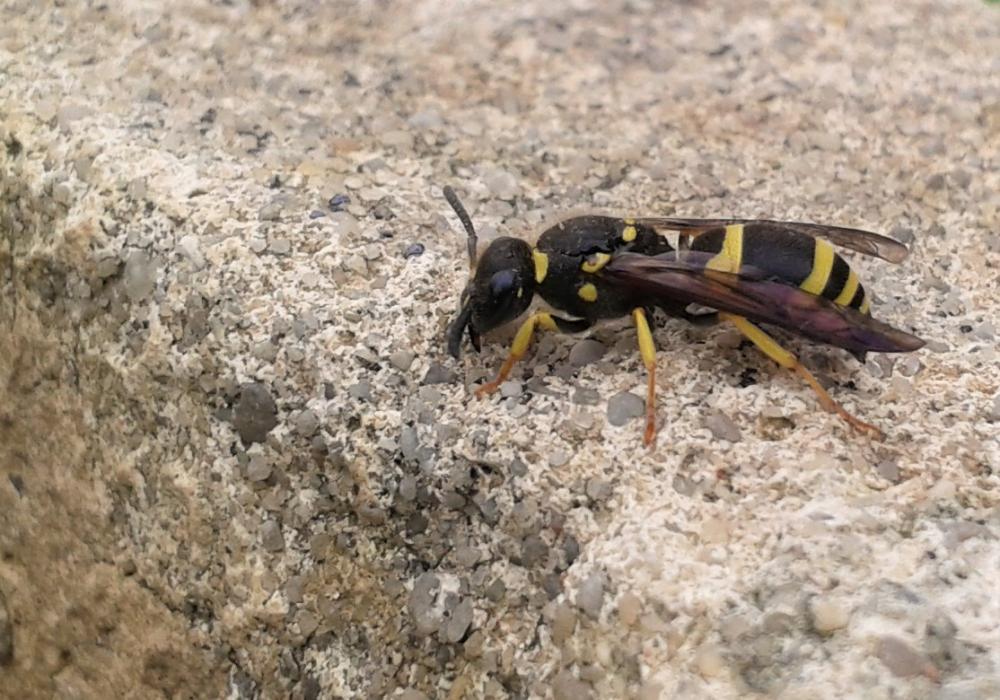 Guêpe maçonne Ancistrocerus parietinus (Linnaeus, 1760)