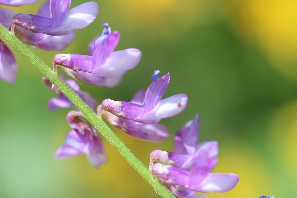 Vesce à petites feuilles Vicia tenuifolia Roth, 1788