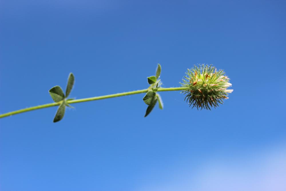 Trèfle fausse-bardane Trifolium lappaceum L., 1753