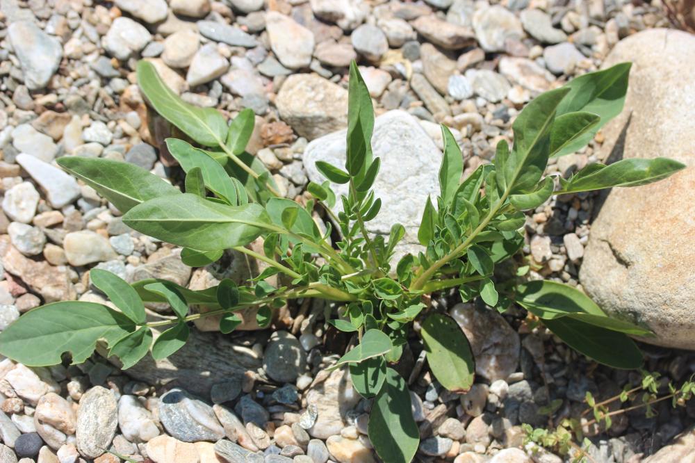 Anthyllide vulnéraire, Trèfle des sables Anthyllis vulneraria L., 1753