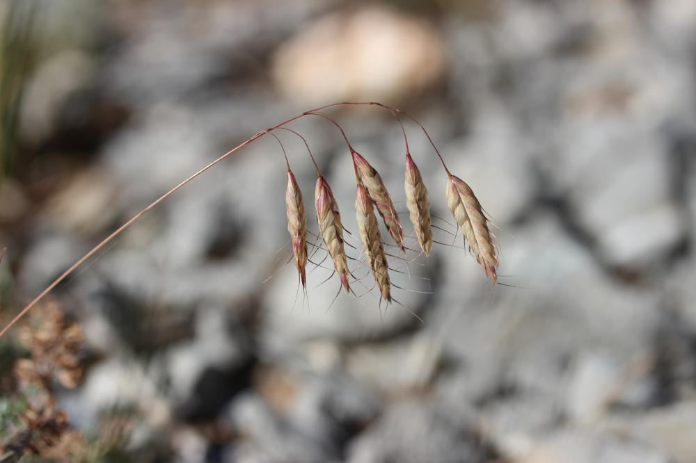 Brome raboteux Bromus squarrosus L., 1753