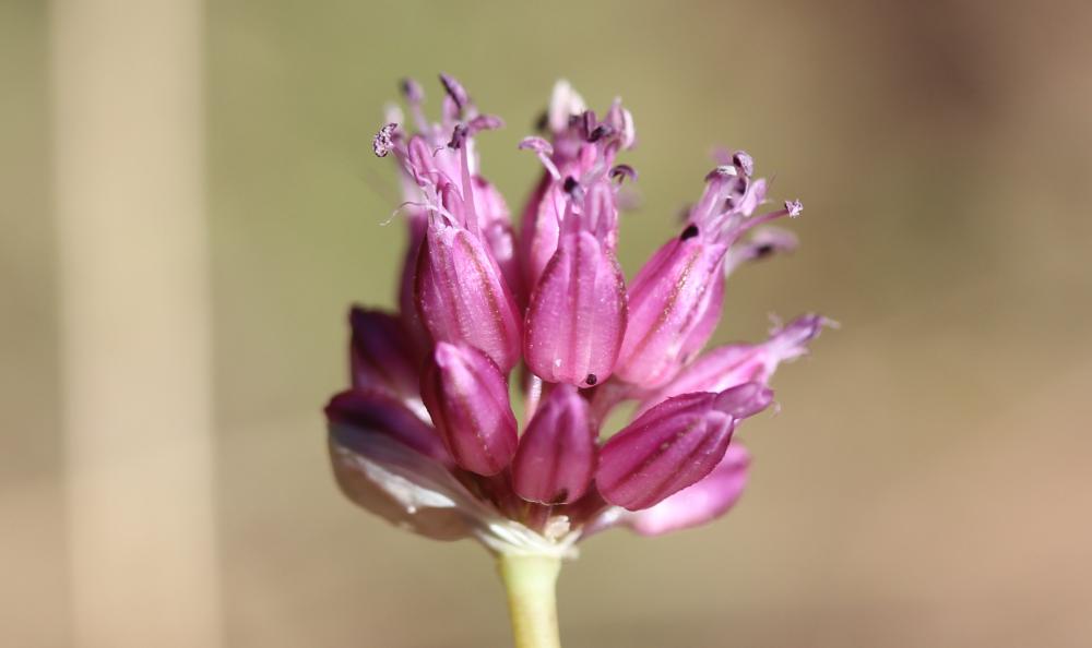 Ail à tête ronde Allium sphaerocephalon L., 1753