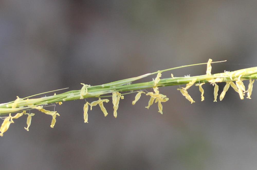 Plumet faux brome, Stipe faux Brome Achnatherum bromoides (L.) P.Beauv., 1812