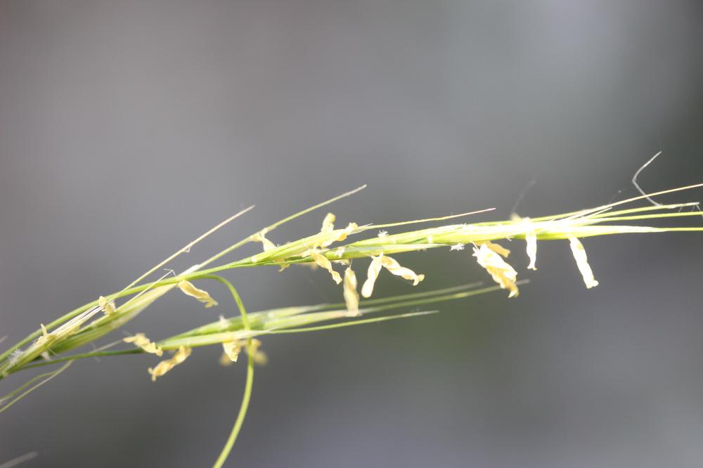 Plumet faux brome, Stipe faux Brome Achnatherum bromoides (L.) P.Beauv., 1812