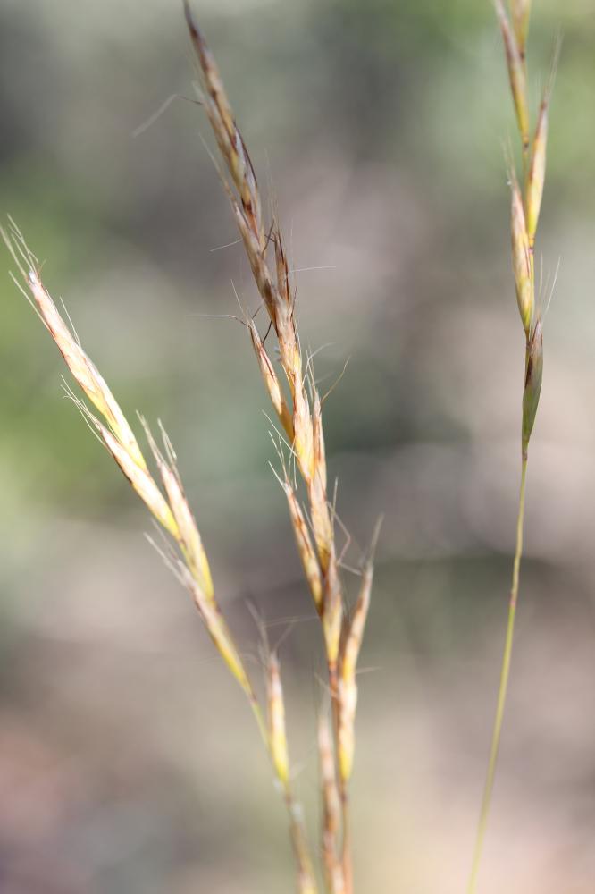 Avoine Brome Helictochloa bromoides (Gouan) Romero Zarco, 2011