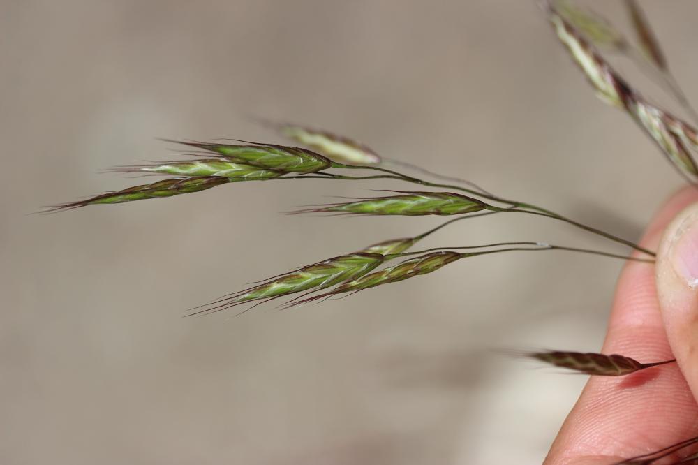 Brome des champs Bromus arvensis L., 1753