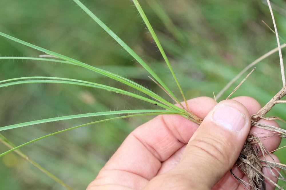 Brome érigé Bromopsis erecta (Huds.) Fourr., 1869