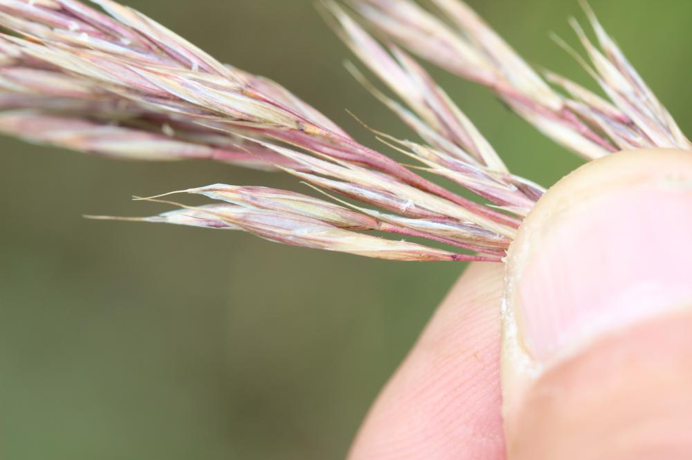 Brome érigé Bromopsis erecta (Huds.) Fourr., 1869