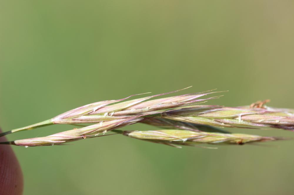 Brome érigé Bromopsis erecta (Huds.) Fourr., 1869