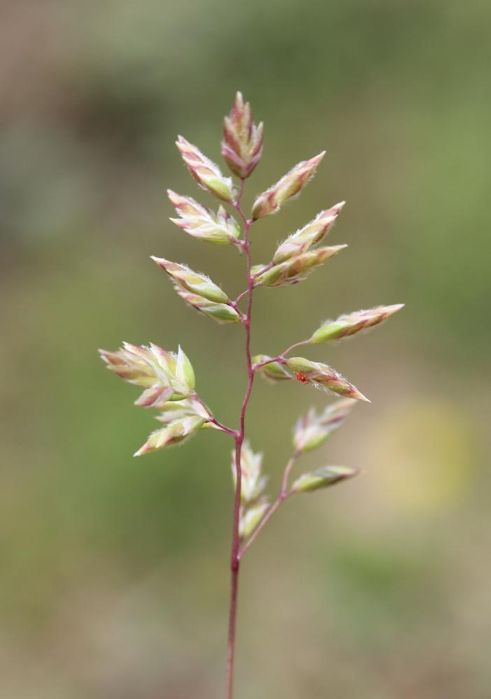 Pâturin bulbeux Poa bulbosa L., 1753