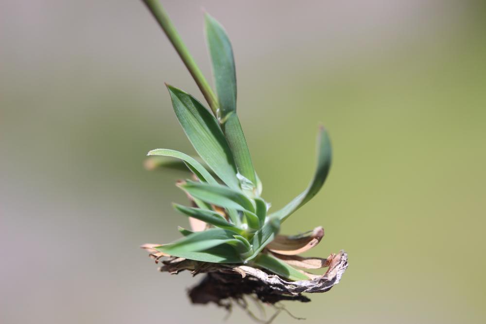 Pâturin bulbeux Poa bulbosa L., 1753
