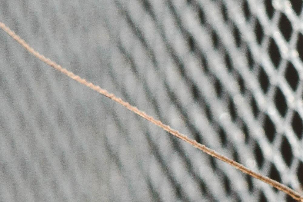 Odontocerum albicorne (Scopoli, 1763)