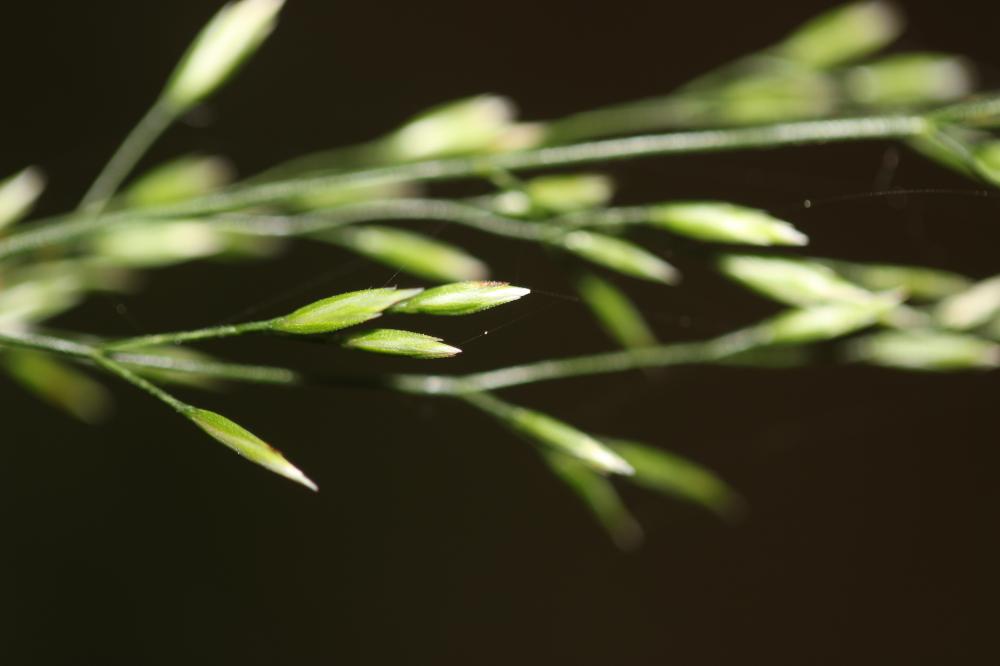 Pâturin des bois, Pâturin des forêts Poa nemoralis L., 1753