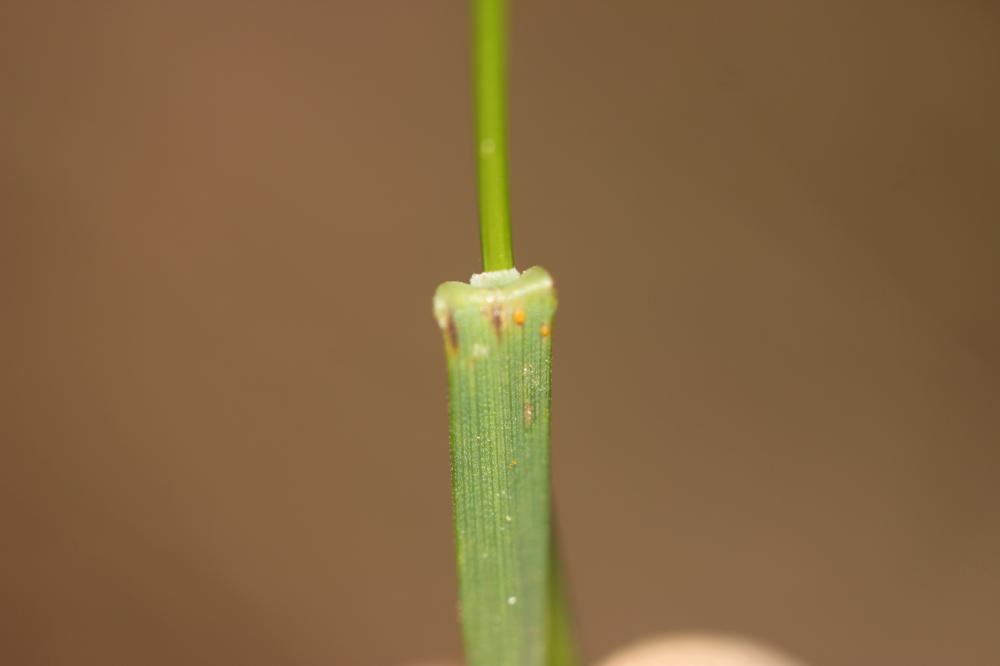 Pâturin des bois, Pâturin des forêts Poa nemoralis L., 1753