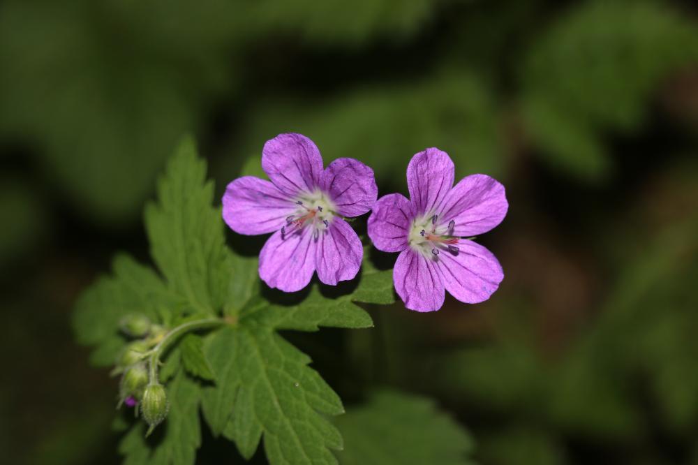 Géranium des bois, Pied-de-perdrix Geranium sylvaticum L., 1753