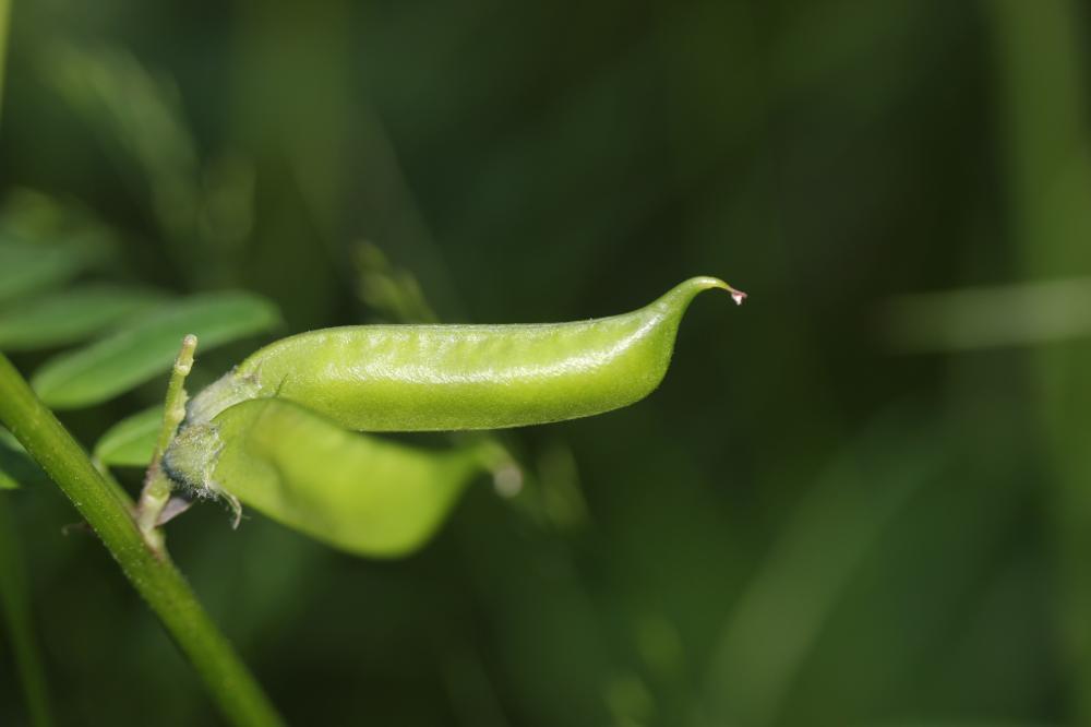 Vesce des haies Vicia sepium L., 1753