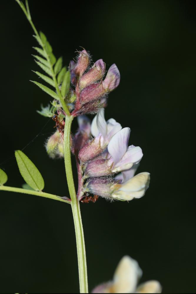 Vesce des haies Vicia sepium L., 1753