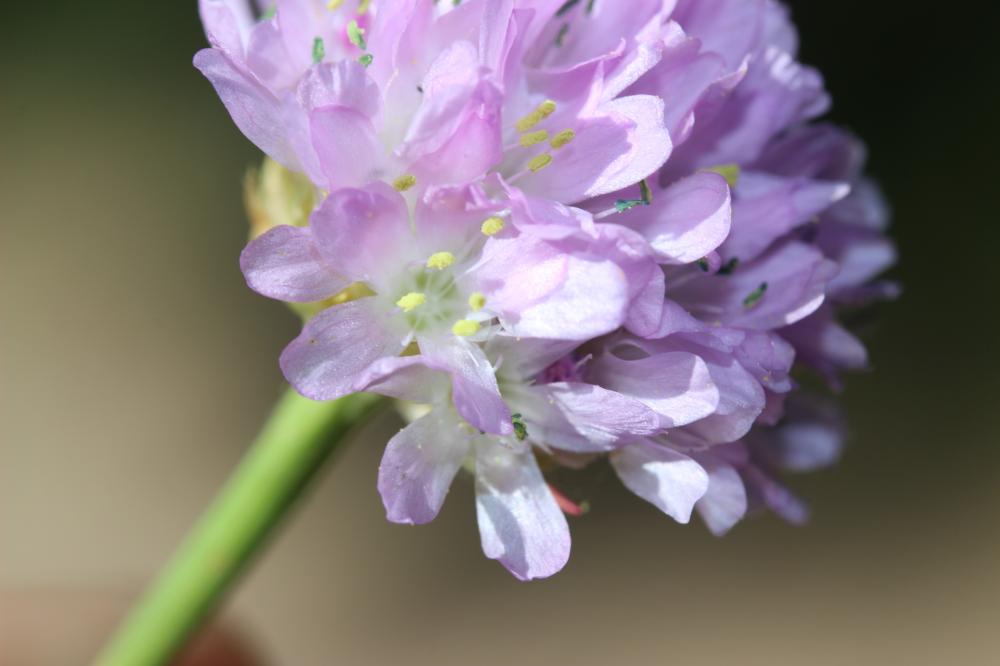 Armérie faux-plantain, Armérie des sables Armeria arenaria (Pers.) Schult., 1820
