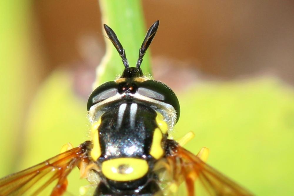Chrysotoxum intermedium (Meigen, 1822)