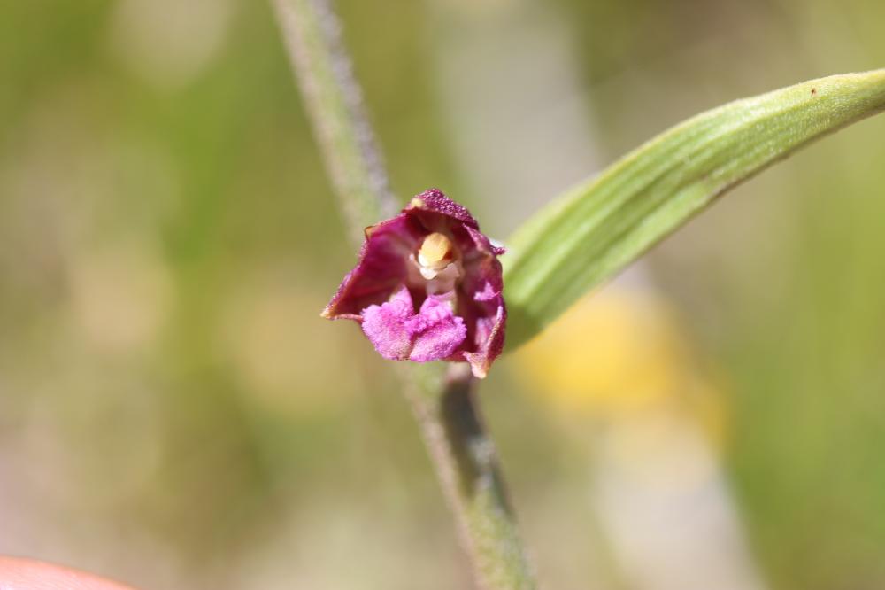 Épipactis rouge sombre, Épipactis brun rouge, Épip Epipactis atrorubens (Hoffm.) Besser, 1809