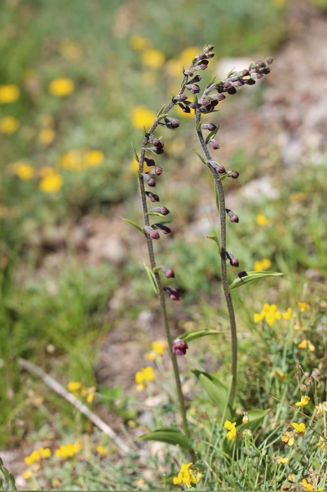 Épipactis rouge sombre, Épipactis brun rouge, Épip Epipactis atrorubens (Hoffm.) Besser, 1809