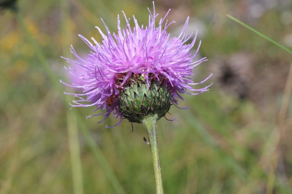Serratule à tige nue Klasea nudicaulis (L.) Fourr.