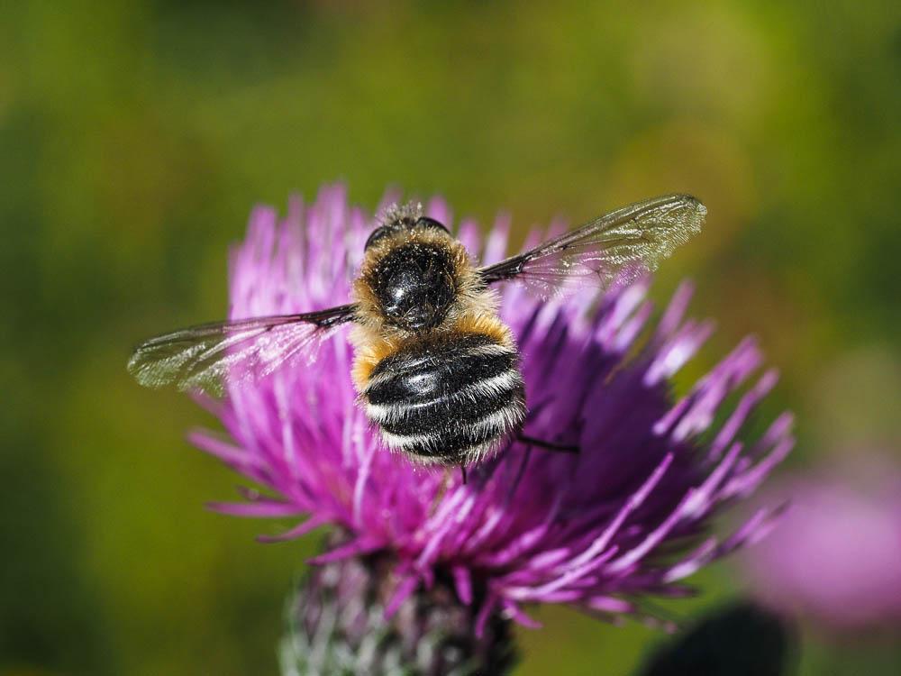 Fallenia fasciata (Fabricius, 1805)