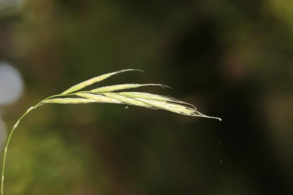 Le Brachypode des bois, Brome des bois Brachypodium sylvaticum (Huds.) P.Beauv., 1812