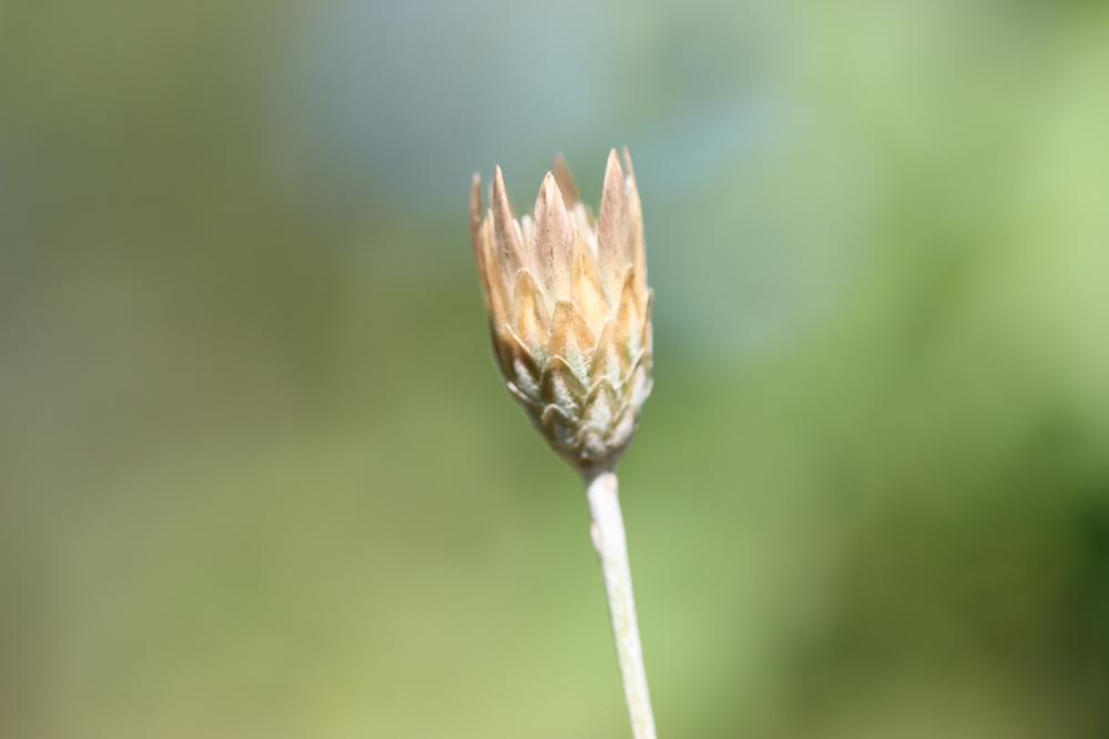 Xéranthème fétide Xeranthemum cylindraceum Sm., 1813