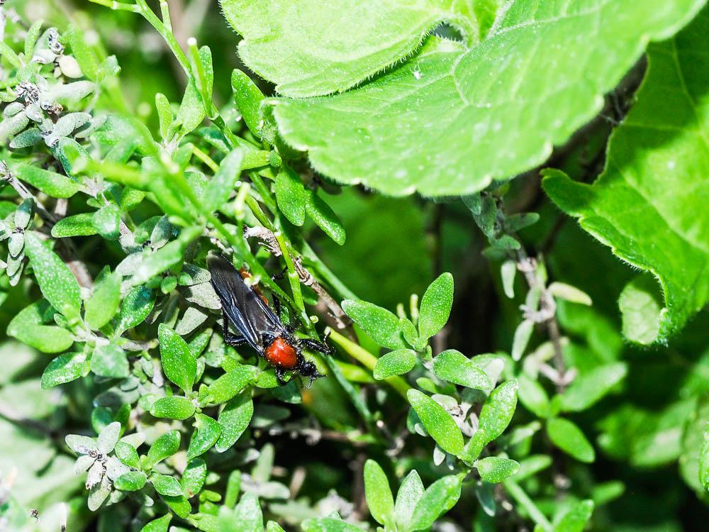Bibion de S. Marc rouge Bibio hortulanus (Linnaeus, 1758)
