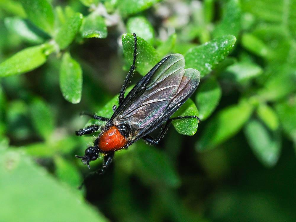 Bibion de S. Marc rouge Bibio hortulanus (Linnaeus, 1758)