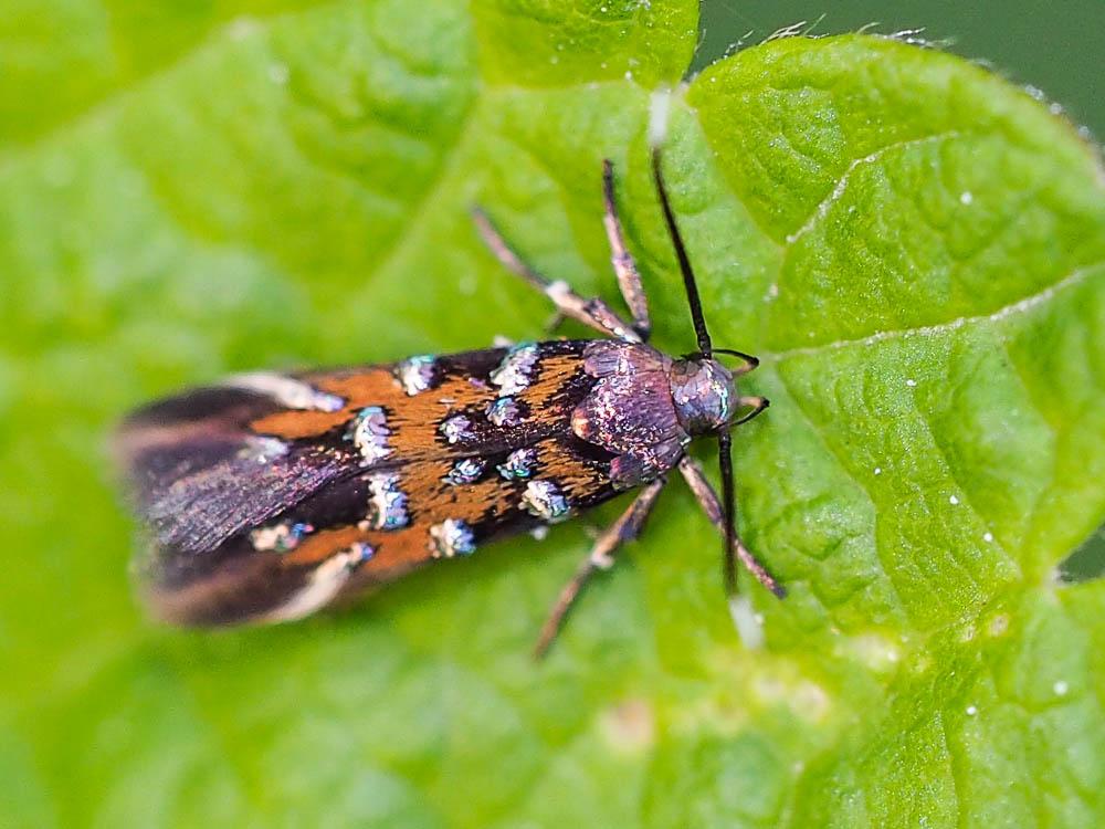 Pancalia leuwenhoekella (Linnaeus, 1760)