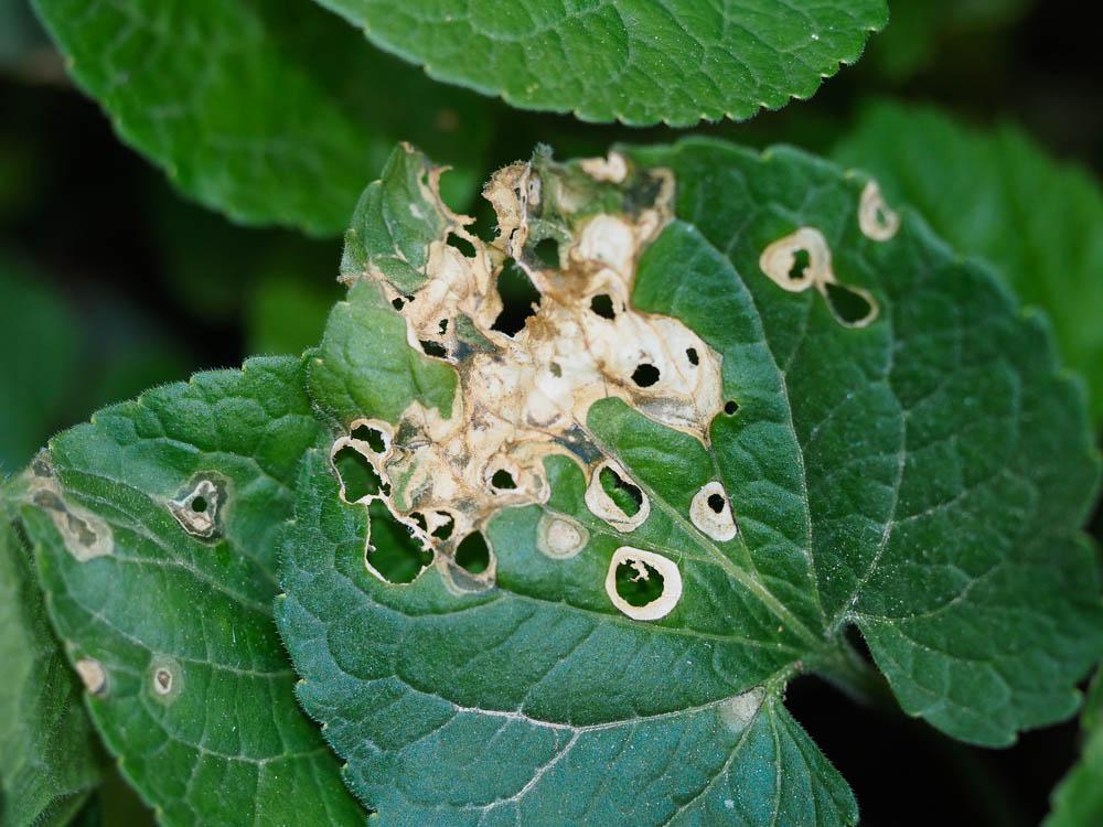 Pancalia leuwenhoekella (Linnaeus, 1760)