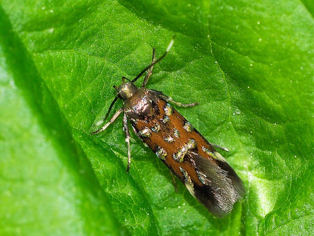 Pancalia leuwenhoekella (Linnaeus, 1760)