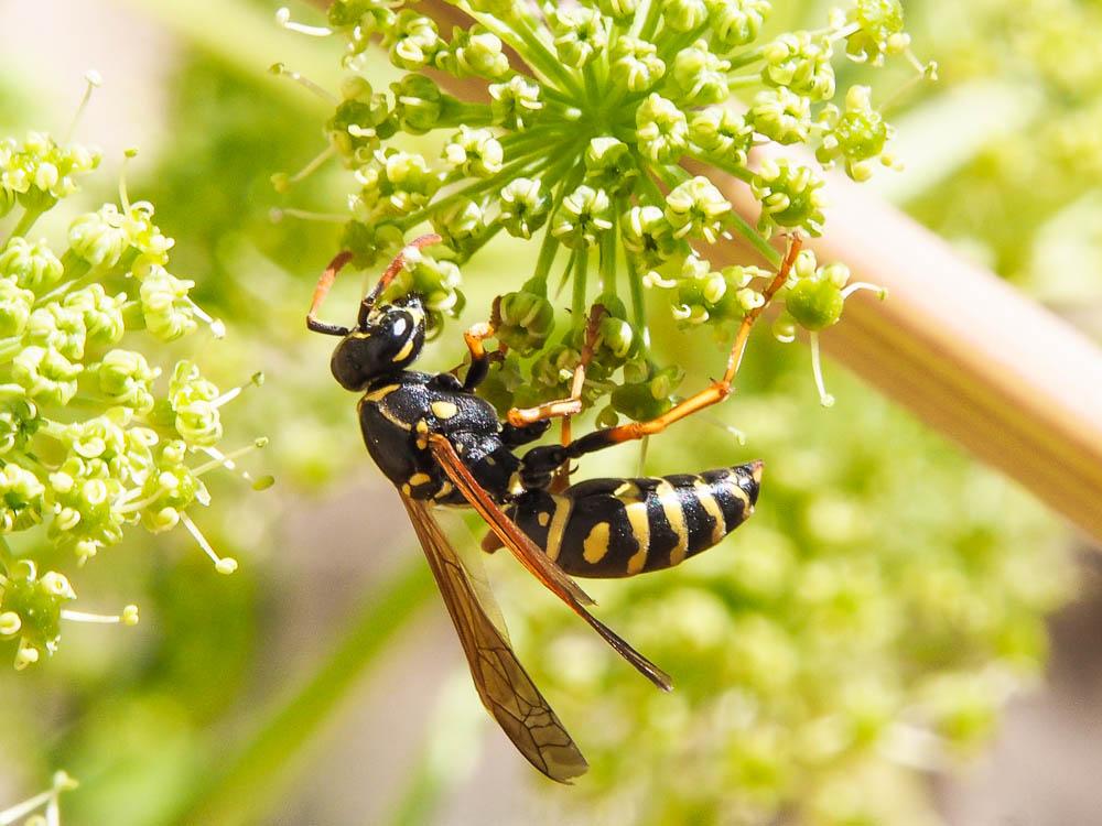 Polistes nimpha (Christ, 1791)